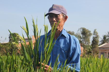 Giống[-]lúa[-]lạ[-]đã[-]trổ[-]bông[-]nhưng[-]chính[-]quyền[-]địa[-]phương[-]không[-]biết
